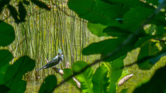 Chloroceryle amazona