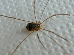 Leiobunum blackwalli