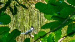 Chloroceryle amazona