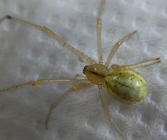 Araneae