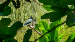 Chloroceryle amazona