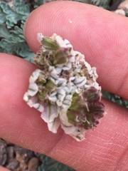 Vesper purpurascens