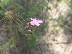 Dianthus polymorphus
