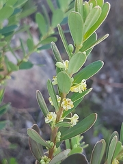 Clutia laxa