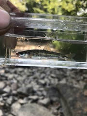 Notropis rubricroceus