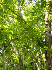 Hydnocarpus castaneus