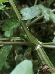 Nasturtium