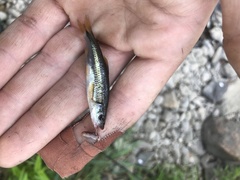 Notropis rubricroceus