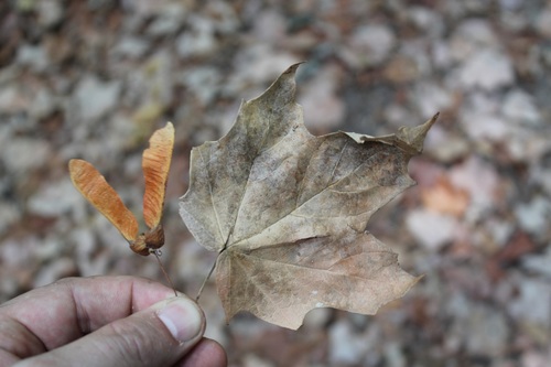 Image of Acer binzayedii by (c) Viacheslav Shalisko, some rights reserved (CC BY)