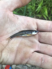 Notropis rubricroceus