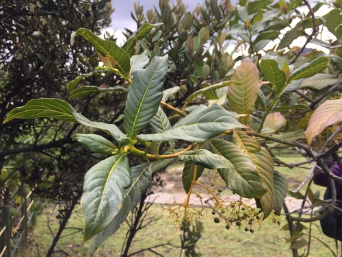 Palicourea paniculata, photograph 2