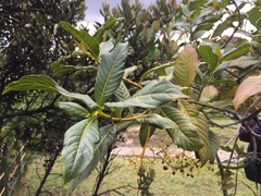 Palicourea lineariflora
