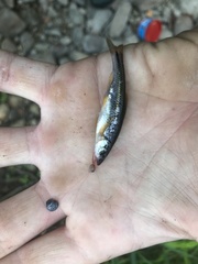 Notropis rubricroceus