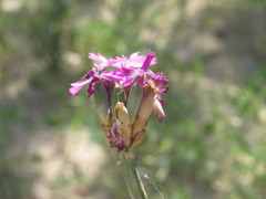 Dianthus polymorphus