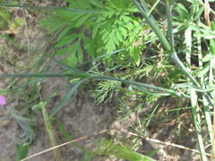 Dianthus polymorphus