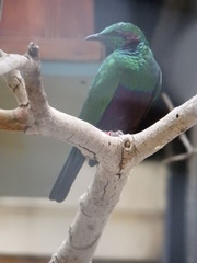 Lamprotornis iris