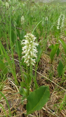 Lagotis integrifolia