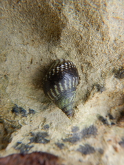 Littorininae