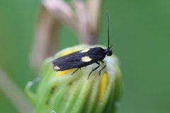 Scythris sinensis