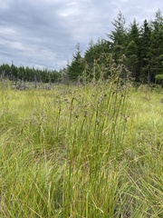 Scirpus atrocinctus