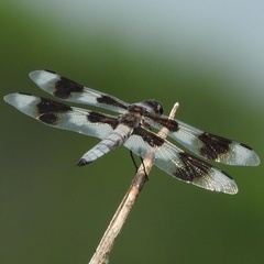 Libellula forensis