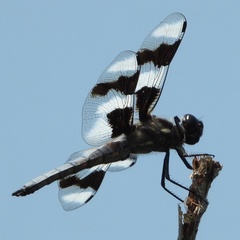 Libellula forensis