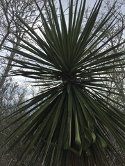 Yucca treculiana