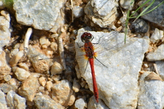 Sympetrum sanguineum