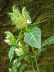 Lepidagathis incurva