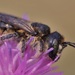 Horned Woodborer - Photo (c) frank007, some rights reserved (CC BY-NC), uploaded by frank007