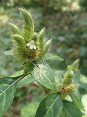 Lepidagathis incurva