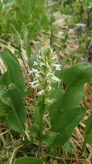Lagotis integrifolia