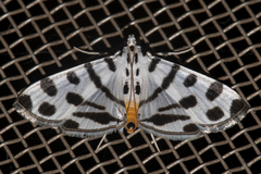 Pycnarmon jaguaralis