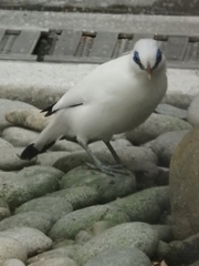 Leucopsar rothschildi