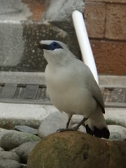 Leucopsar rothschildi