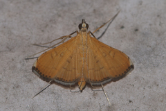 Mabra nigriscripta