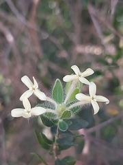 Gnidia denudata