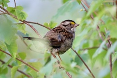 Zonotrichia albicollis