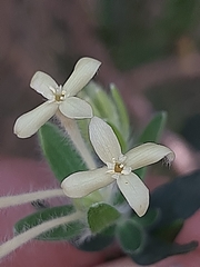Gnidia denudata