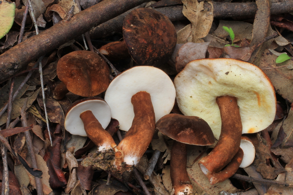 Gyroporus mcnabbii