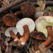 Gyroporus mcnabbii - Photo (c) Roy Halling, some rights reserved (CC BY-NC), uploaded by Roy Halling