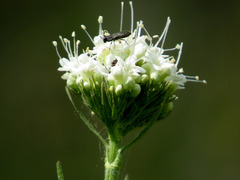 Valeriana uliginosa