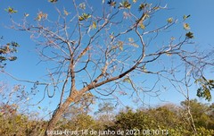 Dimorphandra gardneriana