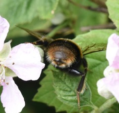 Bombus terrestris