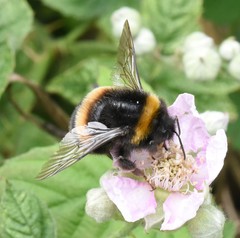 Bombus terrestris