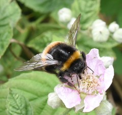 Bombus terrestris