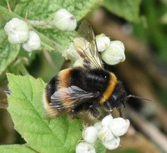 Bombus terrestris
