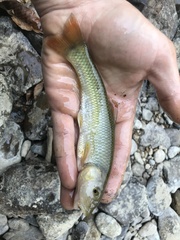 Nocomis platyrhynchus