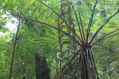 Cyathea costaricensis