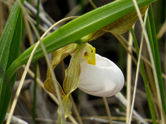 Cypripedium candidum